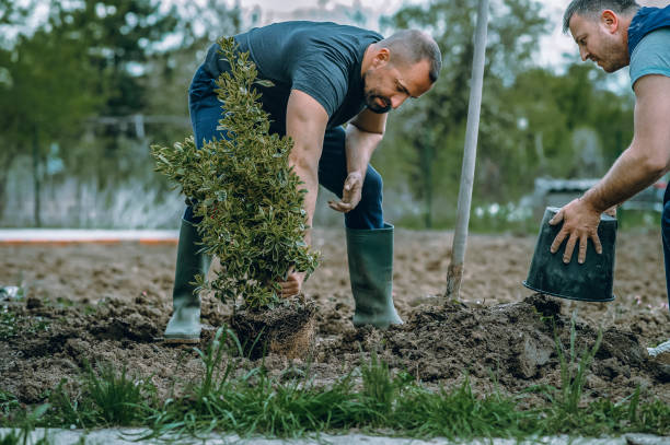 Organic Lawn Care Solutions in Port Washington, NY