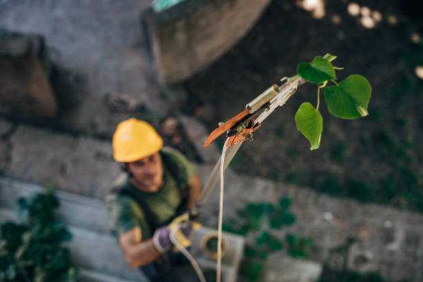 Best Tree Maintenance Programs  in Port Washington, NY
