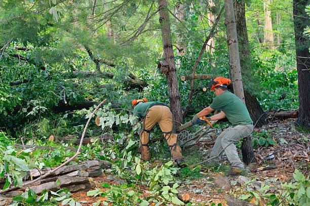 Best Tree Preservation Services  in Port Washington, NY