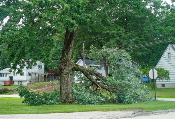 Port Washington, NY Tree Services Company