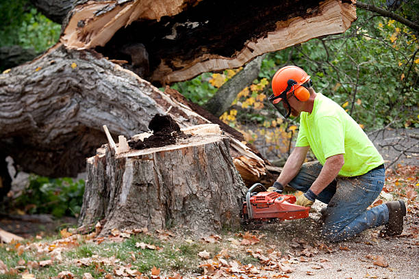 Best Leaf Removal  in Port Washington, NY
