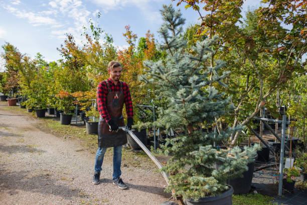 How Our Tree Care Process Works  in  Port Washington, NY