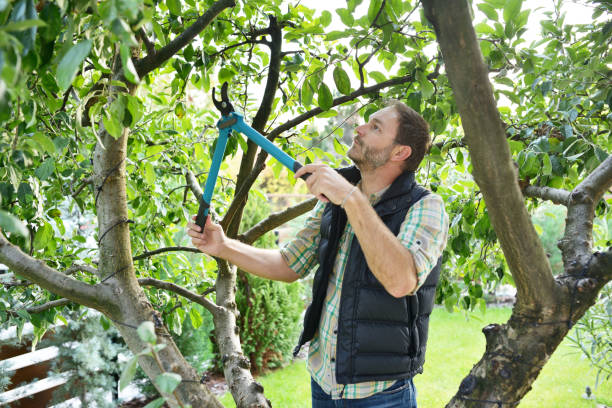 Best Tree Risk Assessment  in Port Washington, NY